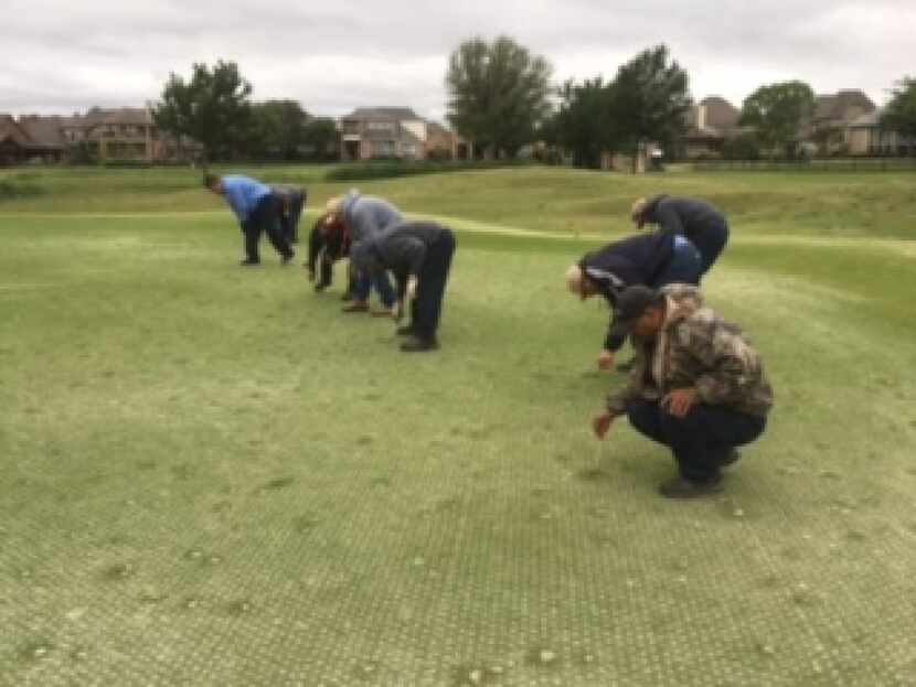 Gentle Creek CC superintendent Kyle Embry and his crew work on repairing divots caused by...