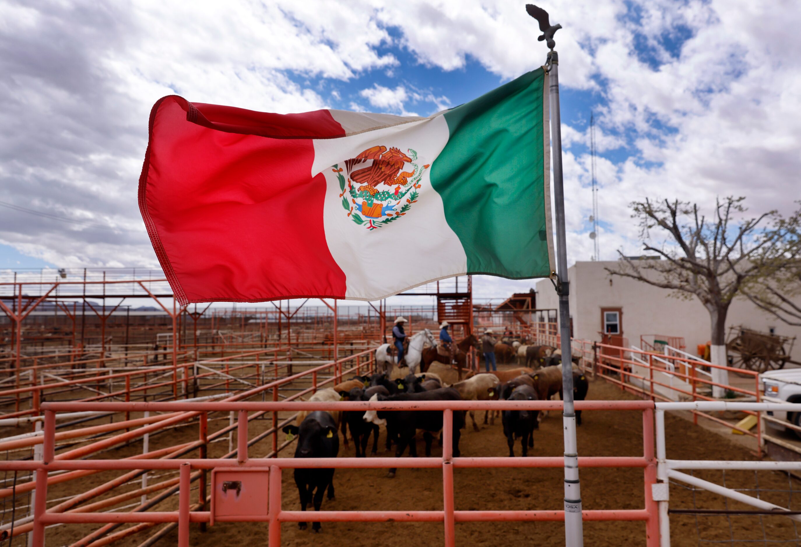 The Mexico flag flutters in the wind as cowboys sort Mexican feeder cattle that came across...