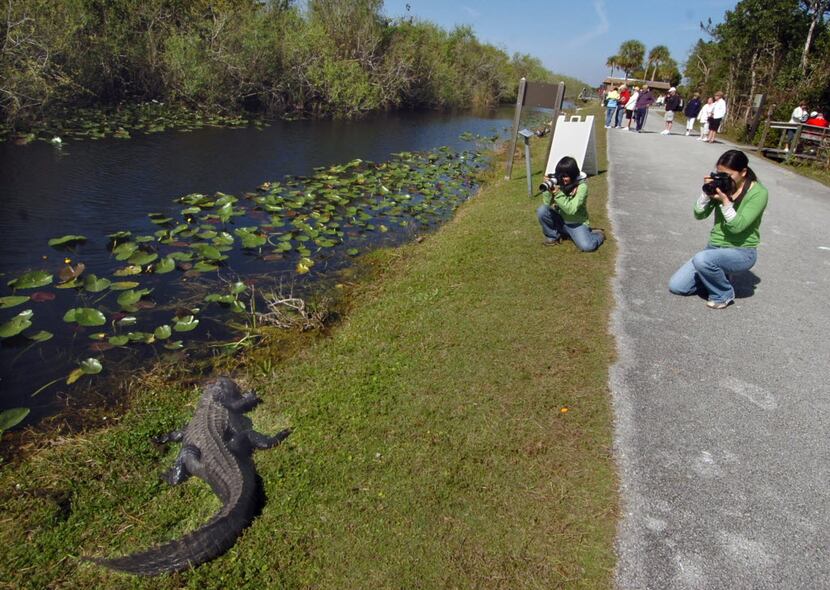 Visitors from China photograph one of the many alligators near the visitor center at Shark...