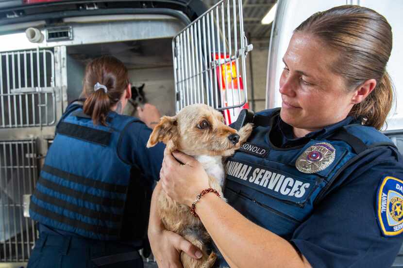 Dallas Animal Services field officer Jacqueline Konold holds one of the loose dogs picked up...