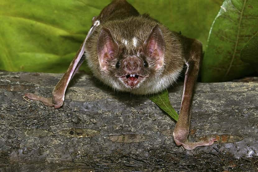 Los murciélagos son conocidos por portar rabia pero sus mordeduras son tan pequeñas que a...
