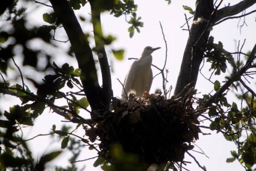 
Nesting egrets along Chamberlain Drive in Carrollton made the neighborhood almost...