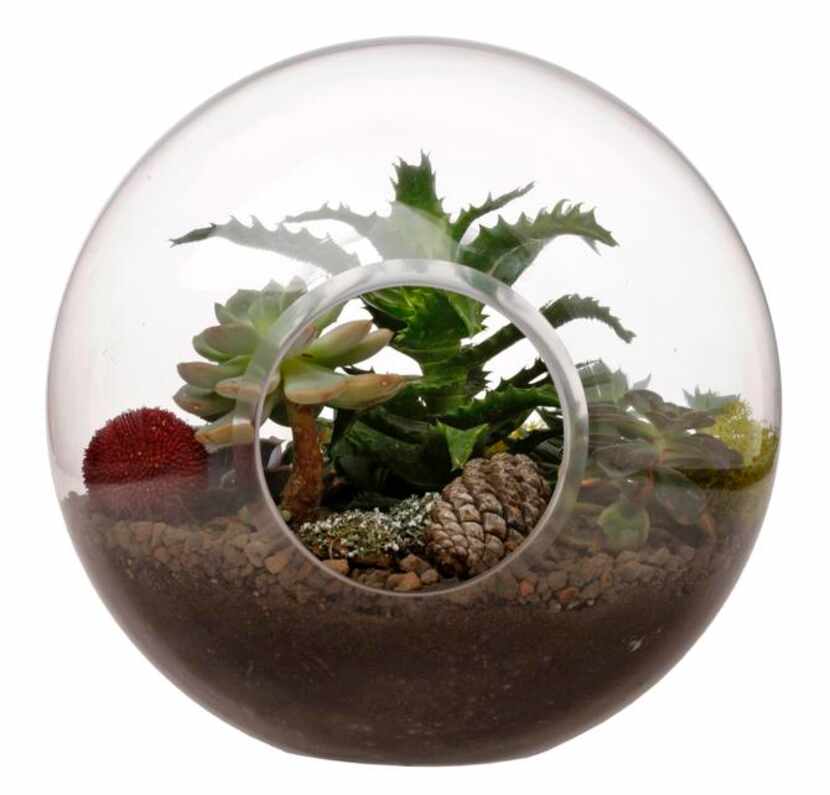 
Terrariums are enormously popular. A large glass sphere has a pair of openings for...