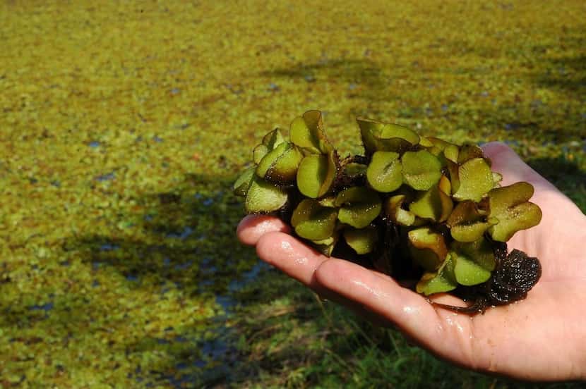 Left unchecked, giant salvinia can consume big surface areas in short order. The noxious...