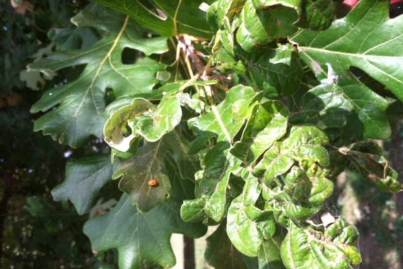 Ladybug adults, pupae and larvae are doing their job to control aphids. The pests are...