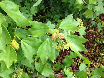 The trident maple is an imported shade tree that behaves like a native.