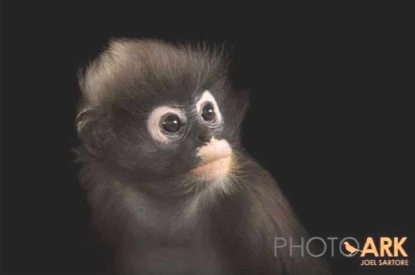 A female dusky leaf-monkey (Trachypithecus obscurus). named Marti at the Dallas Zoo. Photo...