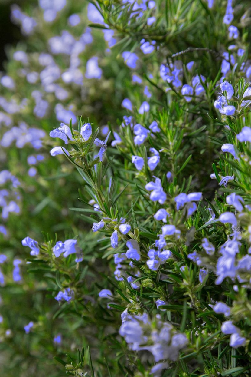 ‘Chef’s Choice’ rosemary