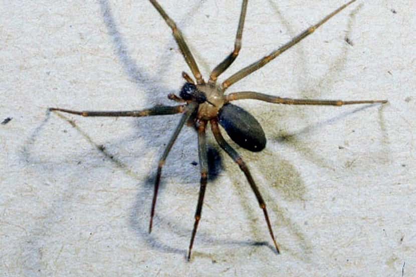 The brown recluse spider is one of the dangerous ones.