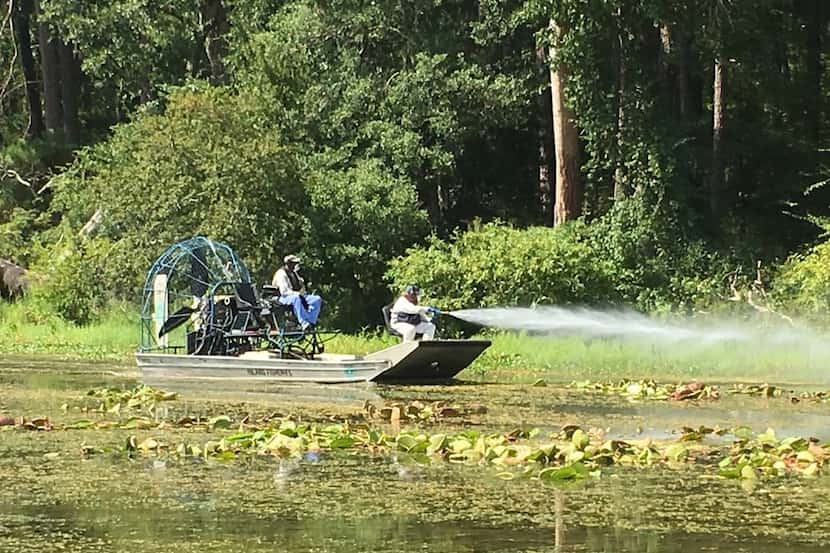 TPWD's Aquatic Habitat Enhancement Team applies herbicide to a giant salvina infestation on...