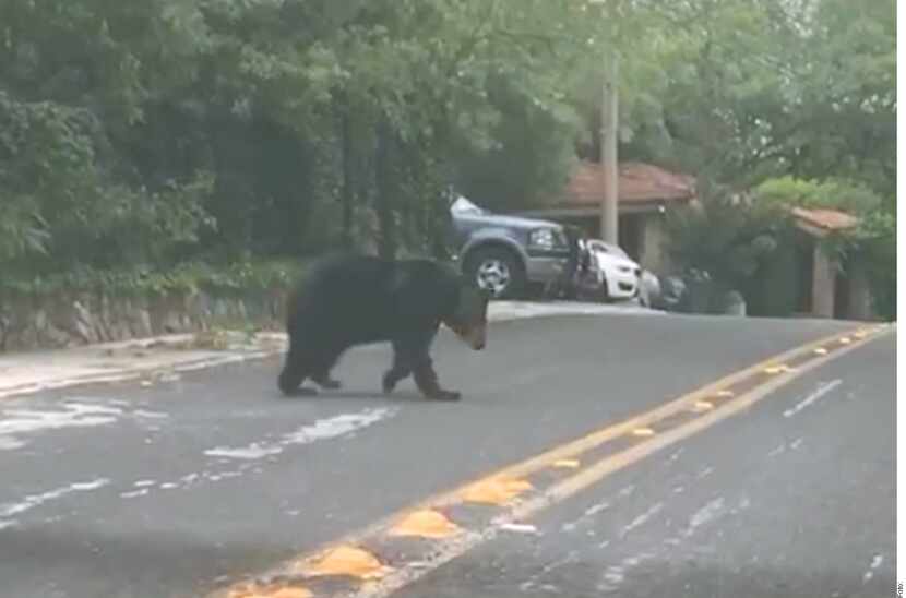 Vecinos de San Pedro y de Monterrey reportan avistamientos de osos en la zona de Chipinque y...