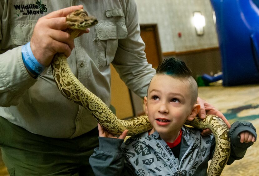 Gunner Mills, 3, from Denver, Colorado, looks up at Dr. Doom, a 3-foot Dumeril's boa, during...