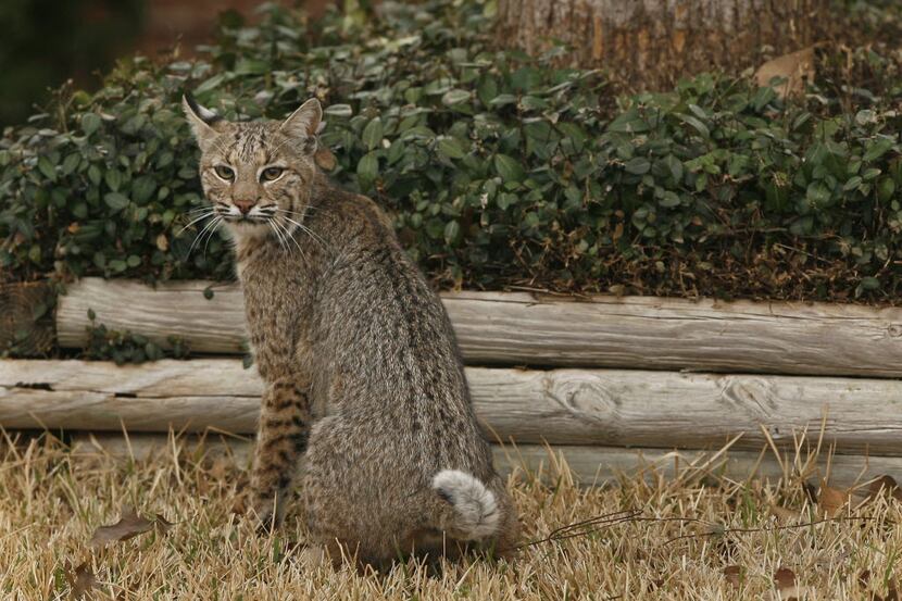 A bobcat along Brookside Drive in Arlington, Texas sits by a flower box after failing to...