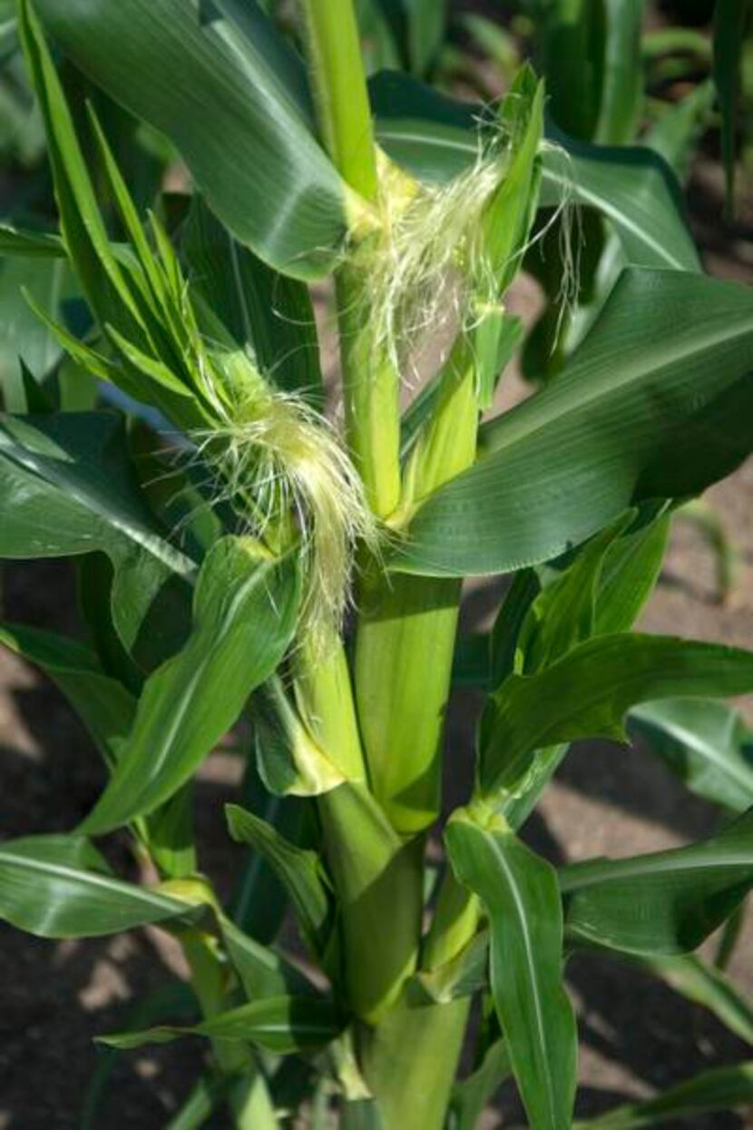 
Neil Sperry recommends planting sweet corn varieties, but only if you have a large garden...