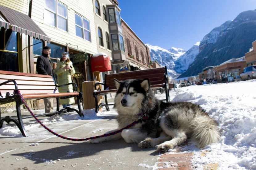 A malamute waits patiently for its owner in downtown Telluride