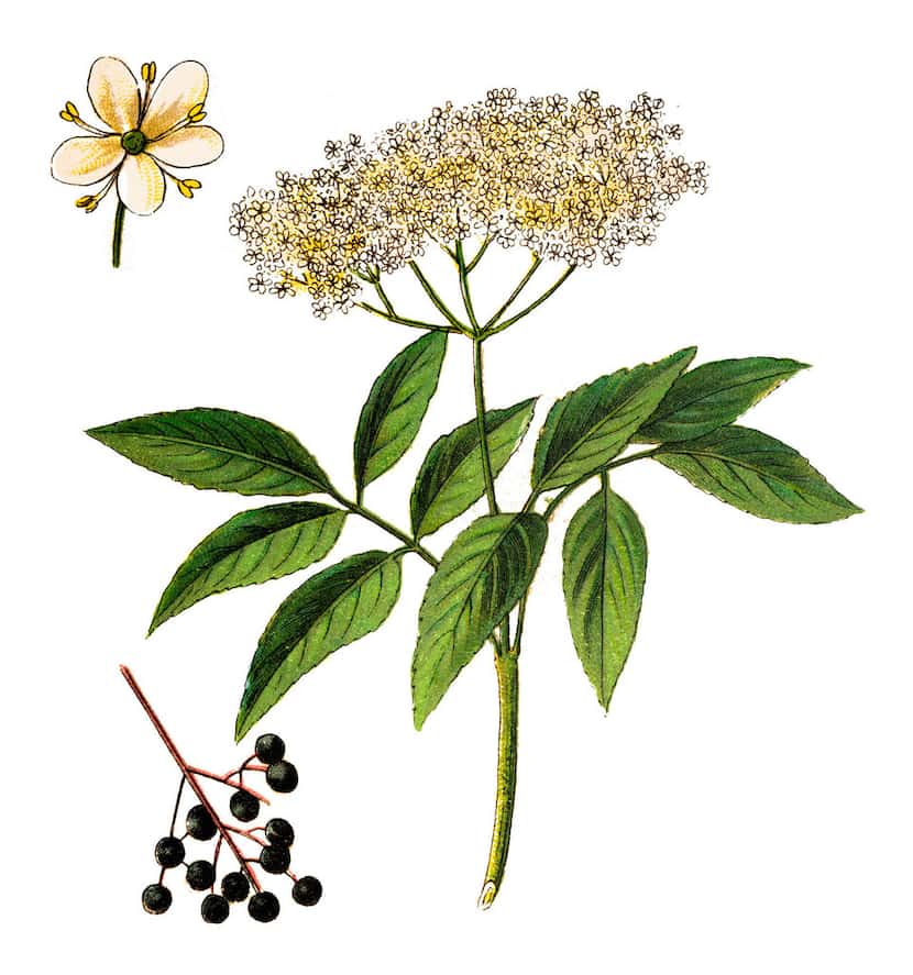 The white elderflowers of the elderberry plant can be used to make a syrup that brings...
