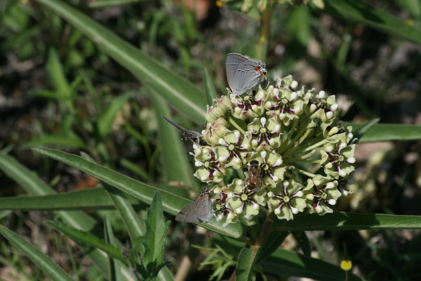 Asclepias asperula, called antelope horn milkweed, is a native plant.