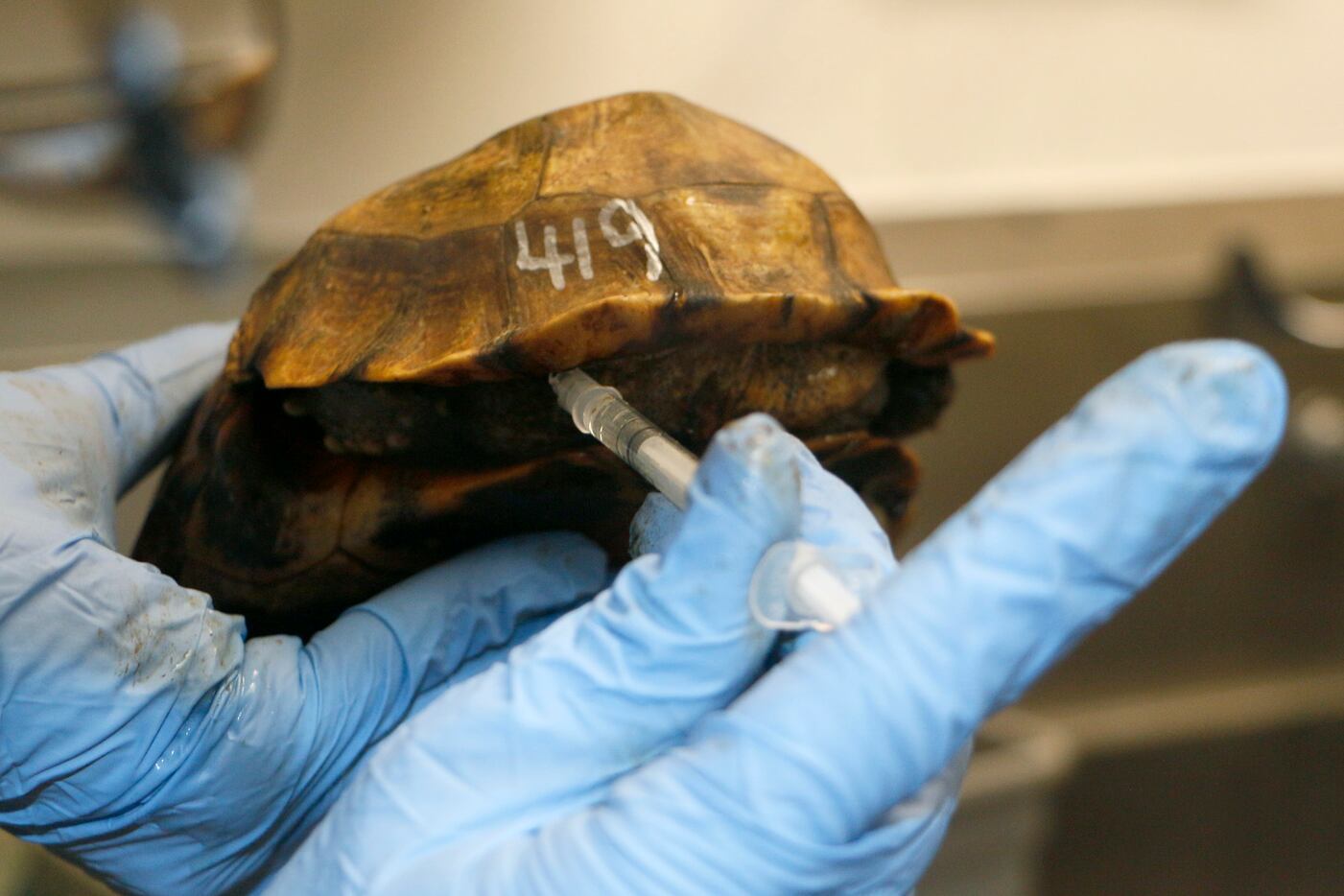 One of the Home's hinge-back tortoises that was sent to the zoo after being confiscated in...