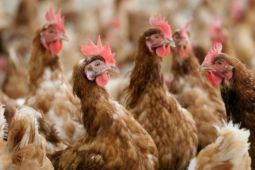 FILE - In this Oct. 21, 2015, file photo, cage-free chickens stand in a fenced pasture on...