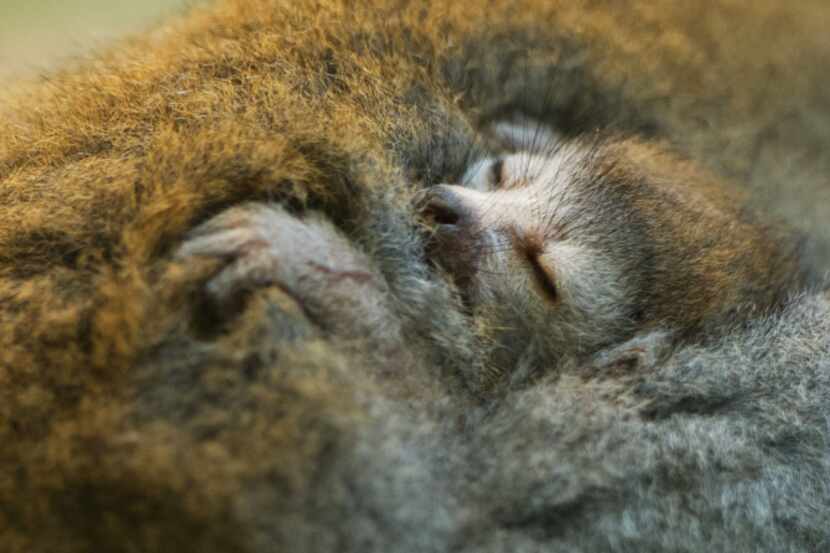 A lemure pup clings to the fur of mother "Vintana" in the zoo in Dresden, eastern Germany,...