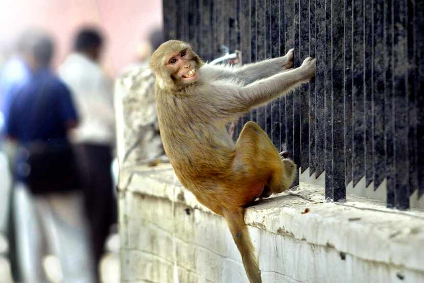 A Rhesus macaque grimaces as he hangs from a fence in India. A Rhesus macaque escaped from...