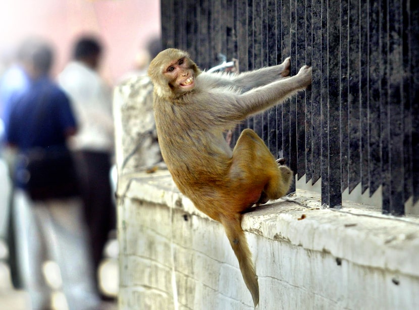 A rhesus macaque grimaces as he hangs from a fence in India. 