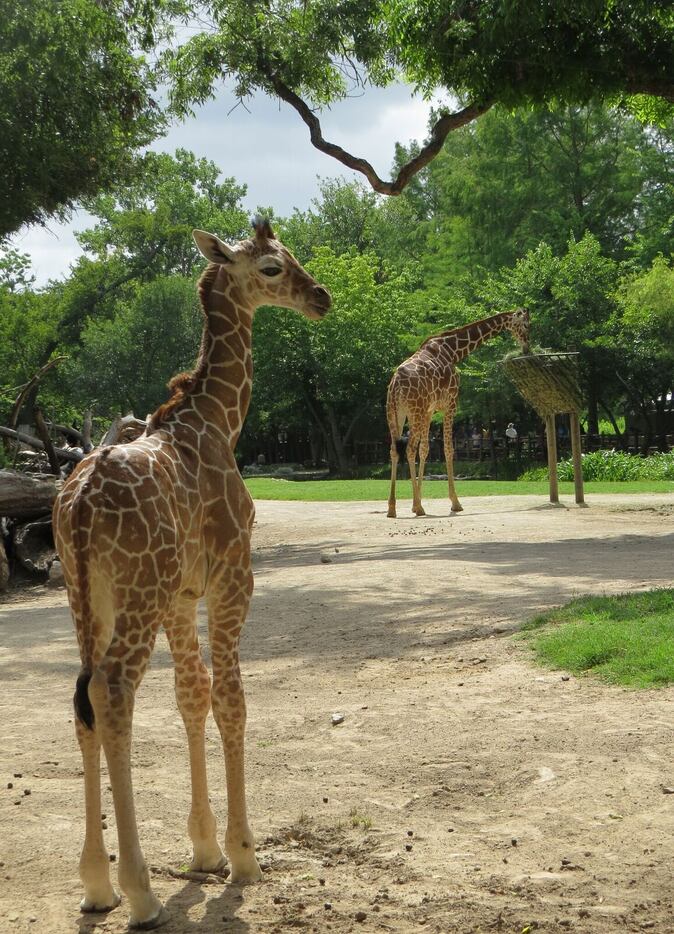 The Fort Worth Zoo welcomed a yet-to-be-named reticulated giraffe calf on June 8. 