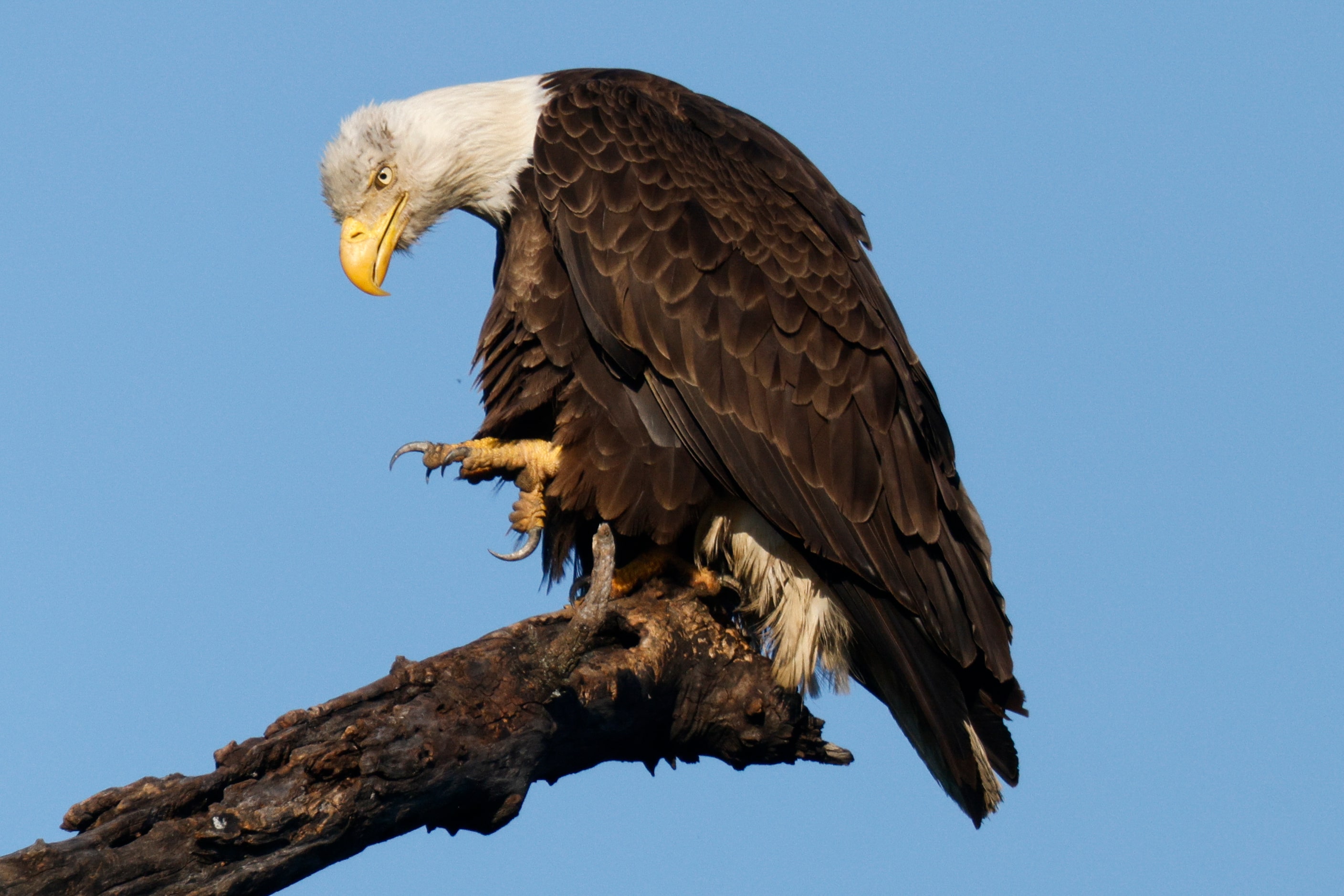 A bald eagle sits atop a tree near White Rock Lake, Tuesday, May 14, 2024, in Dallas.