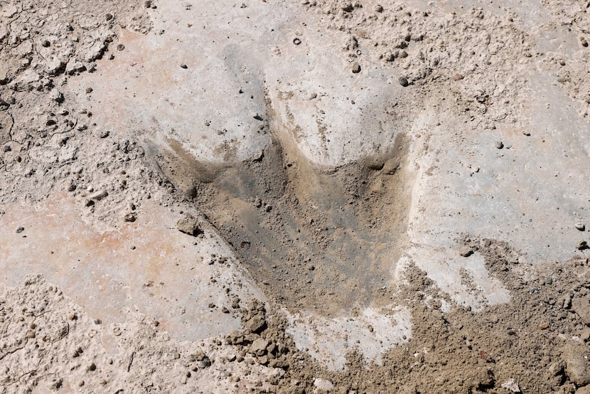 An Acrocanthosaurus track sits in the limestone riverbed of the Paluxy River at Dinosaur...