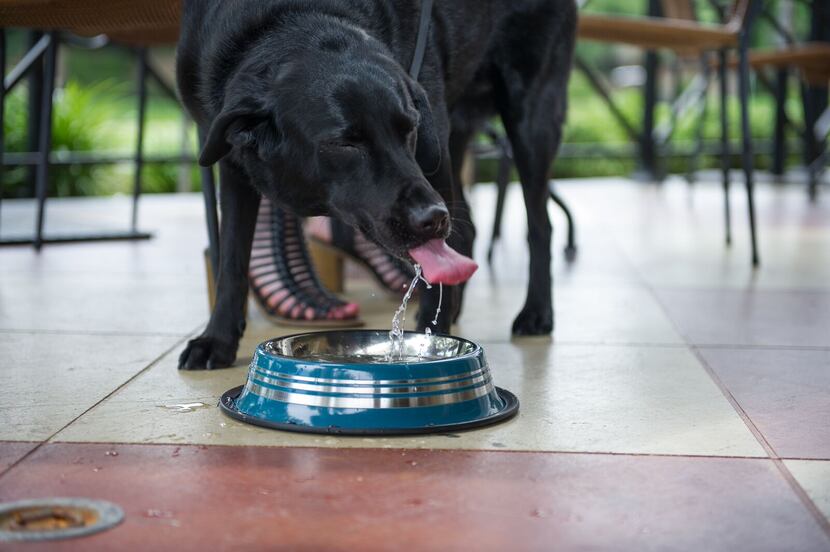Your dog deserves his own chef-prepared meal, right?