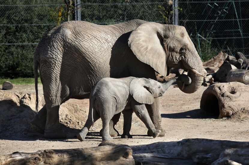 Elephants at The Gregg Hudson Giants of Savanna habitat at the Dallas Zoo in Dallas on Nov...
