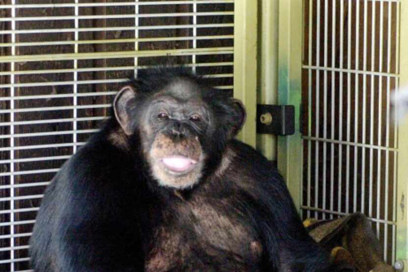 This Oct. 20, 2003 file photo, shows Travis, a 10-year-old chimpanzee, sitting in the corner...