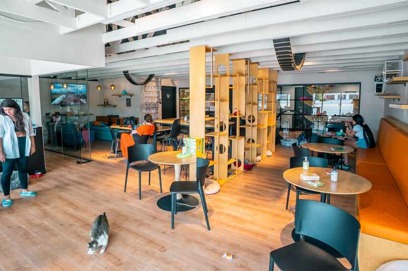 Cat cafe with tables, bench seats, shelves, people resting and cats roaming