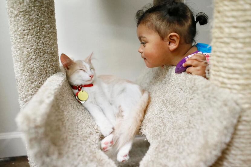 
Sixteen-month-old Paisley Real got some face time with one of the Dallas cat café’s...