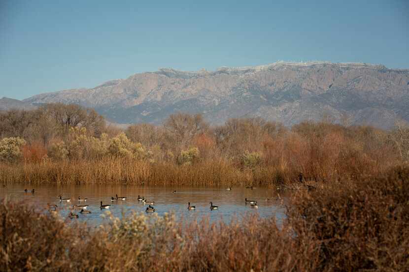 The Candelaria Wetlands at the Rio Grande Nature Center are home to dozens of bird species.