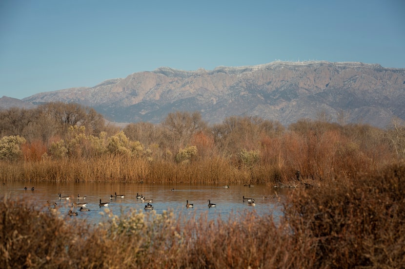 The Candelaria Wetlands at the Rio Grande Nature Center are home to dozens of bird species.