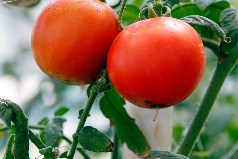 Organic tomatoes are grown in the greenhouse at the State Fair of Texas Big Tex Urban Farm...