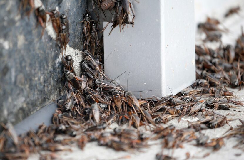 Crickets crowd together in front of a building in downtown Dallas.