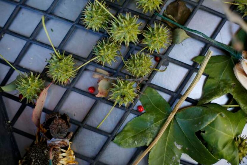 
A walk through the neighborhood can turn up spiky seedpods from a sweetgum tree, a Texas...