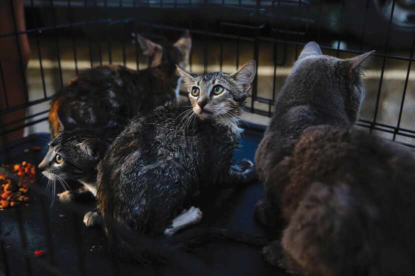 Frightened cats inside a carrier are moved to safety from their flooded house in Vidor.