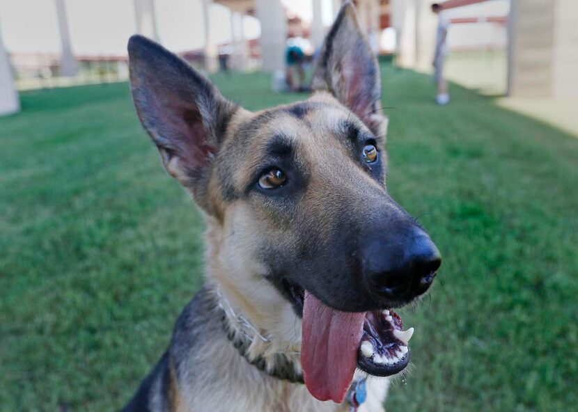 
Piper the dog takes a break at Bush Central Barkway in Richardson.
