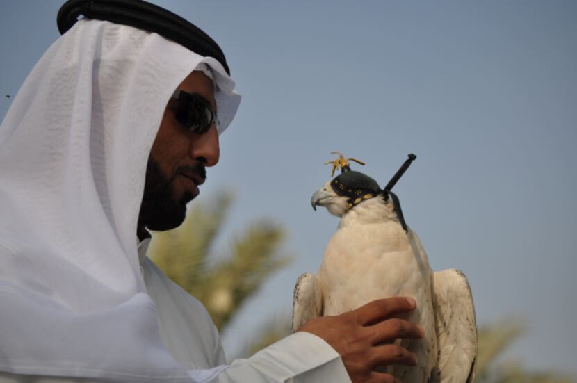 Hassan Al Sarhan at the Abu Dhabi Falcon Hospital shows off a peregrine falcon.