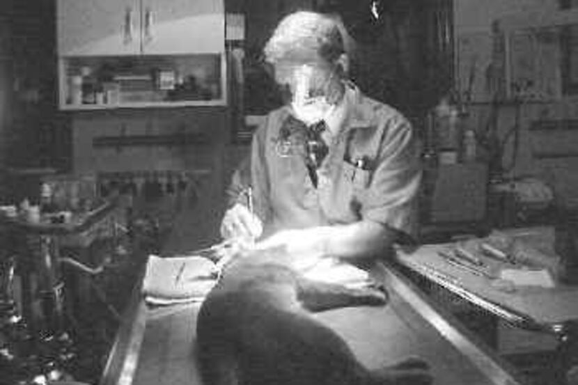 Dr. Robert Wiggs, shown cleaning the teeth of an Abyssinian cat in his office, wrote a...