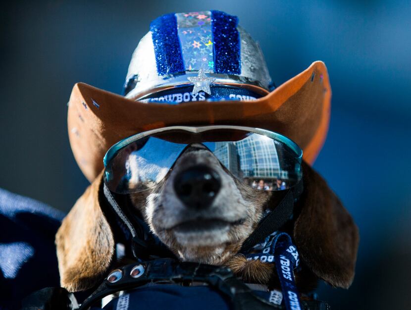Therapy dog Dixicupcup wears her sunglasses and Cowboys gear while waiting in line before...