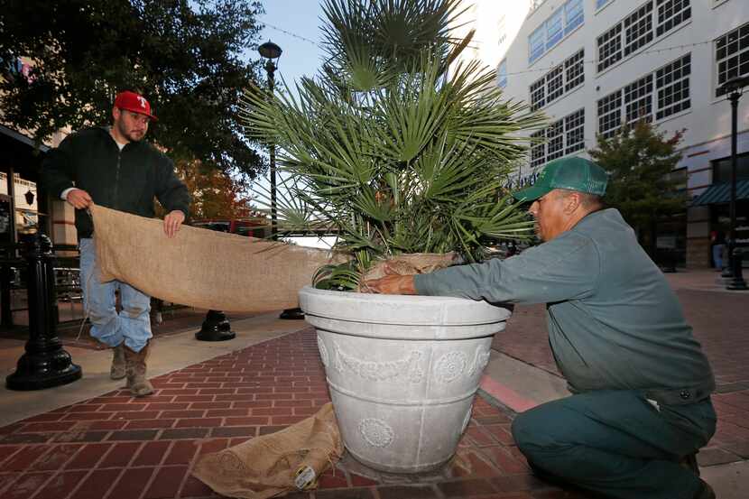 Omar Chavarria (left) and Raymond Guerrero of Pro Lawn Care protect young palm trees with...