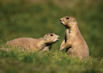 Kids are sure to enjoy Lubbocks' Prairie Dog Town, which pays homage to the little rodent...