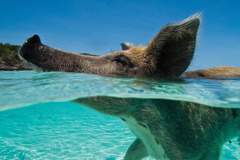 The swimming pigs of the Bahamas have become global celebrities. They even have a full-time...