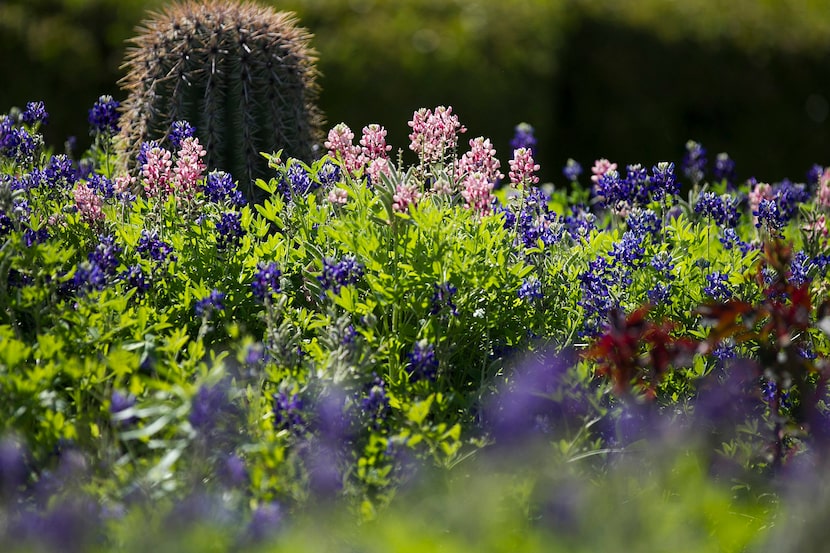 Bluebonnets bloom near the UT Tower on the University of Texas campus in Austin. The flower...