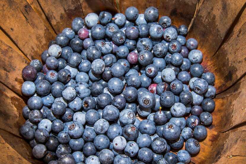 Freshly picked blueberries at Blueberry Hill Farms in Edom on July 7, 2018. 