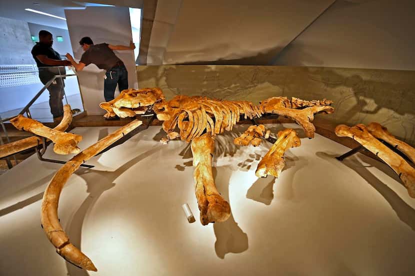 Trabajadores del Museo Perot afinan los detalles de la exhibición del mamut Ellie May. El...
